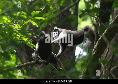 Kammmakaken, die auf Bäumen herumwandern und forschen. Die Futtersuche ist eine der fünf Klassen makakanischer Aktivität, die Timothy O'Brien und Margaret Kinnaird in einem erstmals im International Journal of Primatology im Januar 1997 veröffentlichten Forschungspapier identifiziert haben. Bei der Futtersuche bewegen sich die Kammmakaken „langsam mit Aufmerksamkeit auf eine potenzielle Nahrungsquelle oder manipulieren Substrate auf der Suche nach potenziellen Lebensmitteln“, so der Bericht. „Die Makaken verbrachten mehr als 60 % des Tages auf dem Boden; Ruhe- und Fernbewegungen fanden in der Regel auf dem Boden statt statt statt in Bäumen, fügten die Forscher hinzu. Stockfoto