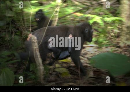 Eine Erwachsene Frau mit Sulawesi-Schwarzkammmakaken (Macaca nigra) trägt ein Kind, während sie sich auf dem Boden des Tiefland-Regenwalds im Tangkoko-Wald in Nord-Sulawesi, Indonesien, bewegt. Umzug ist eine der fünf Klassen von Sulawesi Schwarzkammmakaken (Macaca nigra), die von Timothy O'Brien und Margaret Kinnaird in einem erstmals im International Journal of Primatology im Januar 1997 veröffentlichten Forschungspapier identifiziert wurden. Wenn sie sich bewegen, schrieben sie, ist ein Kammmakak in „Bewegung, einschließlich Gehen, Laufen, Klettern und Springen“. Stockfoto