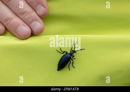 Ölkäfer (Meloe proscarabaeus), Gelting Birk Nature Reserve, Gelting Bay, Schleswig-Holstein, Deutschland Stockfoto