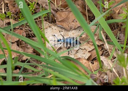 Ölkäfer (Meloe proscarabaeus), Gelting Birk Nature Reserve, Gelting Bay, Schleswig-Holstein, Deutschland Stockfoto