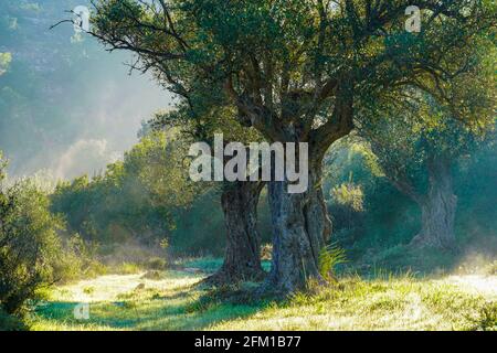 Der Stamm eines alten Olivenbaums, fotografiert in Sataf, Jerusalem, Israel Stockfoto