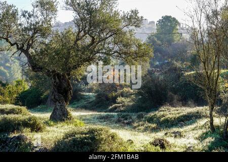 Der Stamm eines alten Olivenbaums, fotografiert in Sataf, Jerusalem, Israel Stockfoto