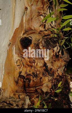 Menschliches Gesicht wird in einem natürlich wachsenden Baumstamm gesehen Pareidolia ist die Tendenz zur falschen Wahrnehmung eines Reizes als Objekt, Muster oder Meanin Stockfoto