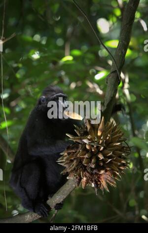 Crested Macaque füttert an Lianenfrüchten im Tangkoko-Wald, Nord-Sulawesi, Indonesien. Die Fütterung ist eine der fünf Klassen der Haubenmakaken-Aktivität, die Timothy O'Brien und Margaret Kinnaird in einem Forschungsbericht identifiziert haben, der erstmals im International Journal of Primatology im Januar 1997 veröffentlicht wurde. Beim Füttern ist ein Haubenmakaken „das Vergehen, das Pflücken, das Manipulieren, das Kauen, das Einlegen von Nahrung in den Mund oder das Manipulieren des Inhalts einer Wangentasche“, heißt es im Bericht. Die endemischen Primaten von Sulawesi verbringen 59 Prozent ihrer Zeit mit der Fütterung. Stockfoto