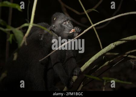 Crested Macaque Jungtiere füttern an Früchten im Tangkoko-Wald, Nord-Sulawesi, Indonesien. Die Fütterung ist eine der fünf Klassen der Haubenmakaken-Aktivität, die Timothy O'Brien und Margaret Kinnaird in einem Forschungsbericht identifiziert haben, der erstmals im International Journal of Primatology im Januar 1997 veröffentlicht wurde. Beim Füttern ist ein Haubenmakaken „das Vergehen, das Pflücken, das Manipulieren, das Kauen, das Einlegen von Nahrung in den Mund oder das Manipulieren des Inhalts einer Wangentasche“, heißt es im Bericht. Stockfoto