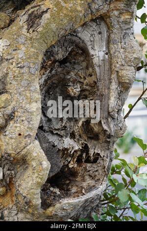 Menschliches Gesicht wird in einem natürlich wachsenden Baumstamm gesehen Pareidolia ist die Tendenz zur falschen Wahrnehmung eines Reizes als Objekt, Muster oder Meanin Stockfoto