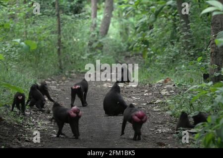 Haubentauchmakronen auf einem Waldweg. Die Nahrungssuche ist eine der fünf Klassen der Haubenmakaken, die Timothy O'Brien und Margaret Kinnaird in einem Forschungsbericht identifiziert haben, der erstmals im International Journal of Primatology im Januar 1997 veröffentlicht wurde. Bei der Nahrungssuche bewegen sich Crested Macaques langsam, wobei die Aufmerksamkeit auf eine mögliche Nahrungsquelle gerichtet ist oder Substrate auf der Suche nach potenziellen Lebensmitteln manipuliert werden, heißt es im Bericht. Stockfoto