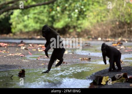 Crested Macaques bewegen sich zu Fuß und springen auf einem Bach in der Nähe des Strandes in Tangkoko Wald, Nord Sulawesi, Indonesien. Einer von ihnen (der hinten) hat seine rechte Hand an die Falle eines Wilderers verloren. Moving ist eine der fünf Klassen der Haubenmakaken-Aktivität, die Timothy O'Brien und Margaret Kinnaird in einem Forschungsbericht identifiziert haben, der erstmals im Januar 1997 im International Journal of Primatology veröffentlicht wurde. Stockfoto