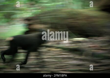 Crested Macaque läuft auf Waldboden. Moving ist eine der fünf Klassen der Haubenmakaken-Aktivität, die Timothy O'Brien und Margaret Kinnaird in einem Forschungsbericht identifiziert haben, der erstmals im Januar 1997 im International Journal of Primatology veröffentlicht wurde. Bei der Bewegung befindet sich ein Haubenmakaken in der „Fortbewegung, einschließlich Gehen, Laufen, Klettern und Springen“. Im Durchschnitt verbringen Gruppen von schwarzen Makaken aus Sulawesi 59 % ihrer Zeit damit, sich zu bewegen und „nach Nahrung zu schart und sie zu konsumieren“. Stockfoto