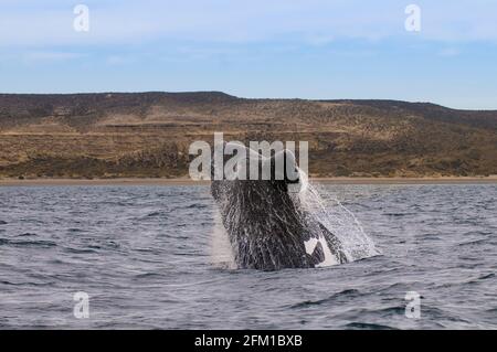 Südsearn Right Whalejumping, Peninsula Valdes, Weltkulturerbe, Patagonien, Argentinien Stockfoto