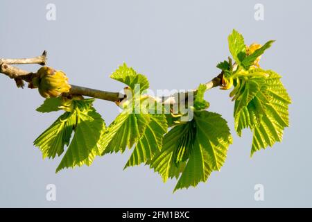 Türkisches Hasel, Corylus colurna, türkischer Filbert, Frühling, Blätter Stockfoto