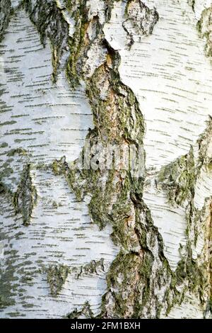 Silberne Birkenrinde Betula pendula Europäische weiße Birke Stockfoto