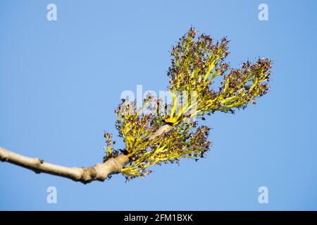 Esche-Blütenstand Europäische Asche Stockfoto