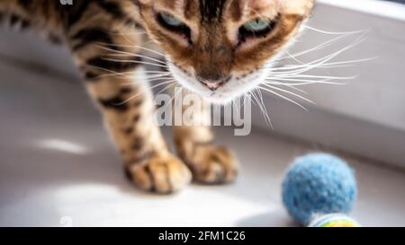 Porträt einer grünäugigen Katze, mit Spielzeug. Nahaufnahme Stockfoto