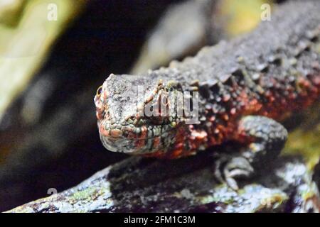 Nahaufnahme einer chinesischen Krokodileidechse auf einem Holzkäfige Oberfläche Stockfoto