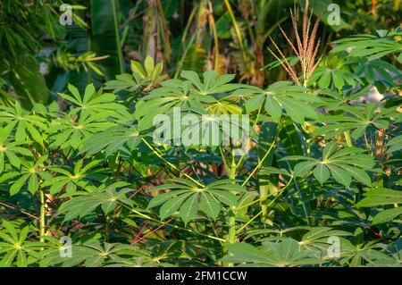 Grüne Manihot esculenta (Manihot esculenta), auch Maniok oder Yuca genannt, in flachem Fokus. Es kann für Gemüse verwendet werden. Stockfoto