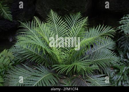 Die blechnum gibbum ilver Lady' Zwerg Baumfarn. Stockfoto