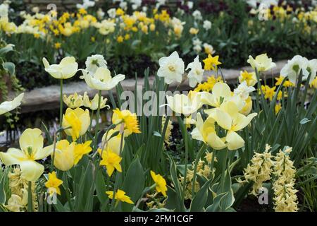 Gelbe Tulpen und Narzissen zusammen in einem Blumenbeet neben einem Wasserspiel. Stockfoto