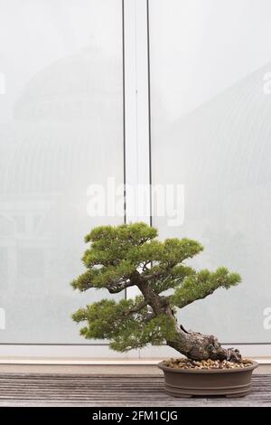 Japanischer Bonsai-Baum mit weißer Kiefer. Stockfoto