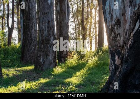 fondo , paisajes , naturaleza, calle, planeta tierra Stockfoto