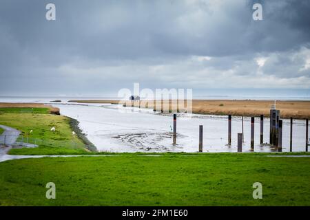 Vogelbeobachtung Nieuwe Statenzijl in den Niederlanden Stockfoto