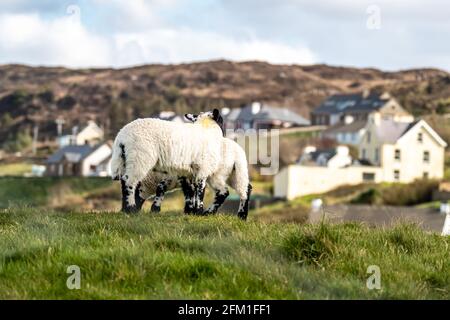 Nette schwarze Schafe Lämmer auf einem Feld in der Grafschaft Donegal - Irland. Stockfoto