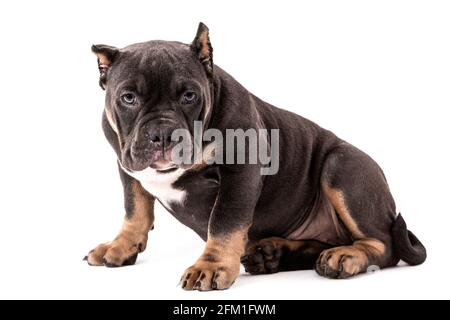 Ein Welpe der American Bully Rasse der tricolor Farbe. Eine neu geschaffene Begleithund Rasse in den Vereinigten Staaten. Isoliert auf weißem Hintergrund, c Stockfoto