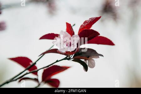 Kirschpflaume, Myrobalan-Pflaume, prunus cerasifera-Zweig isoliert auf unscharfem weißen Hintergrund. Rosa Blüten, lila Blätter, ornamentale mehrjährige Baum oder shr Stockfoto