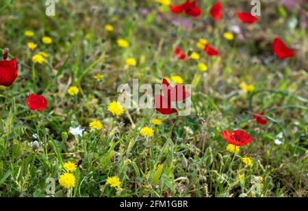 Wilde Blumen im Frühling. Rote Mohnblumen, gelbe Elendelionen am sonnigen Tag des Feldes. Einheimische Arten des Ökosystems, frische bunte saisonale Wildblumen Wiesenfl Stockfoto