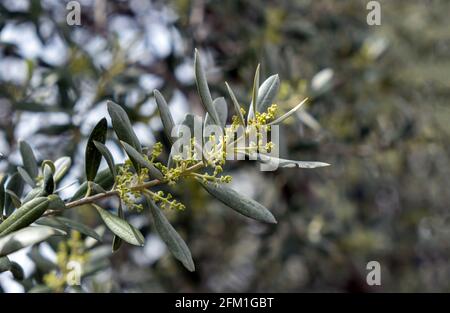 Olivenbaum Ast, frische junge Knospen, Frühling. Grüne Wildpflanze blüht, mediterrane Flora, gesunde Ernährung, Friedenssymbol, Nahaufnahme des Zweiges Stockfoto