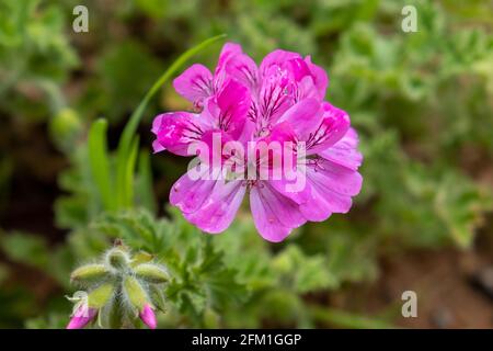 Citronella geranium, rosa blühender Pelargonium citrosum, mückenabweisende Pflanze auf dem natürlichen Hintergrund. Frisch gesund blühend ausdauernd aromatisch spr Stockfoto