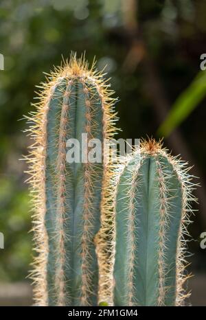 San Pedro Kaktus, trichocereus, echinopsis pachanoi mit Stacheln  Hintergrund. Tropische wilde scharfe Dornen Pflanzen, Kakteen, enthalten  Meskalin, Halluzinogeni Stockfotografie - Alamy