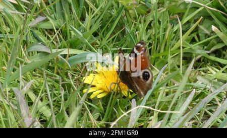 Nahaufnahme eines Pfauenschmetterlings, der auf einem Dandelion thront Stockfoto