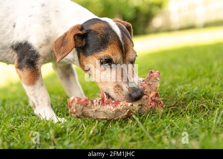 Der kleine süße Jack Russell Terrier Hund isst einen Knochen mit Fleisch und kaut im Freien Stockfoto