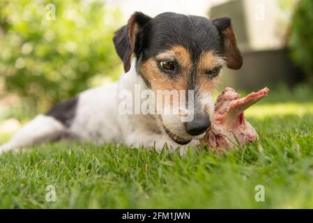 Der kleine süße Jack Russell Terrier Hund isst einen Knochen mit Fleisch und kaut im Freien Stockfoto