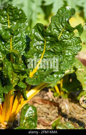 Im Frühlingsgarten blühen die Blätter der Rüben. Selektiver Fokus. Stockfoto