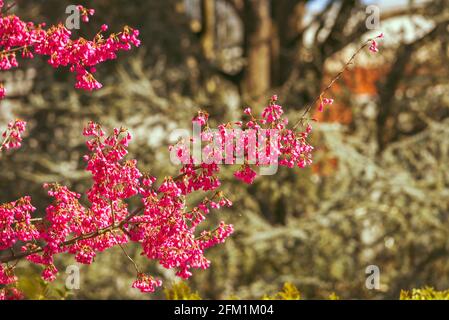 Im Frühling blühen im Baumgarten rosa kleine Blüten. Stockfoto