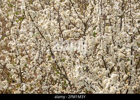 Blühender Schlehdorn (Prunus spinosa), auch Schlehe, Gelting Birk Nature Reserve, Gelting Bay, Schleswig-Holstein, Deutschland genannt Stockfoto