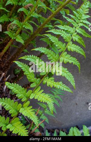 Grünfarn hinterlassen ein fraktales Muster in der Natur Stockfoto