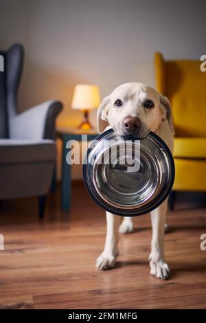 Hungriger Hund mit traurigen Augen wartet zu Hause auf die Fütterung. Der süße labrador Retriever hält eine Hundeschale in seinem Mund. Stockfoto