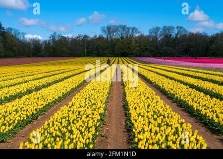 Hillington Tulpenfelder, Norfolk Stockfoto