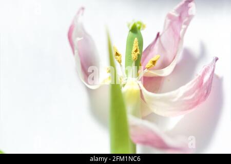 Fine Art Botanical / Science Makroansicht eines Sterbenden Hellrosa und weiße Tulpe mit Pflanzen im Inneren freigelegt Stockfoto