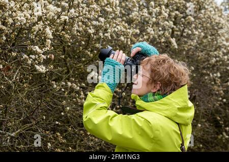 Fotografische Frau, blühender Schlehdorn (Prunus spinosa), Naturschutzgebiet Gelting Birk, Gelting Bay, Schleswig-Holstein, Deutschland Stockfoto