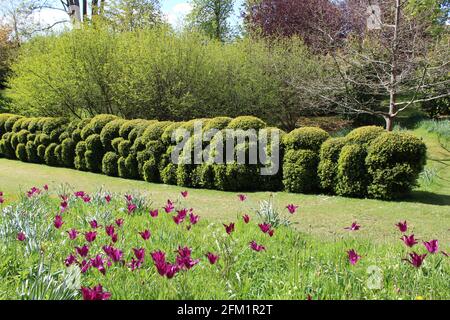 Arundel Castle Tulip Festival - 2021 - schöne Bank von Tulpenanpflanzungen gegenüber Wolke beschnitten Hedging in Waldlandschaft. Stockfoto