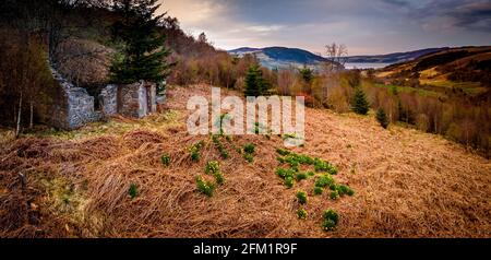 Luragin (auch bekannt als Daffodil Cottage) War ein ehemaliges Wildhüterhäuschen, das um 1870 erbaut wurde Was war das Balmacaan Estate über Drumnadrochit und Stockfoto