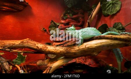 Reptilien im Zoo. Eine leuchtend türkise Eidechse. Käfig in einem Terrarium, Zoo Stockfoto