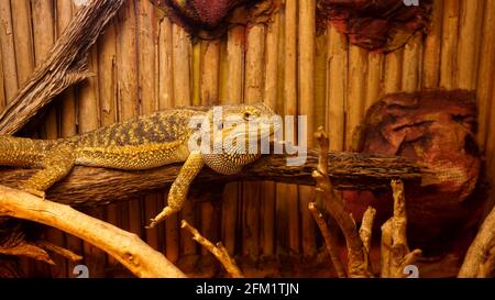 Reptil im Terrarium. Tiere im Zoo. Reptil, das auf einem Ast ruht Stockfoto