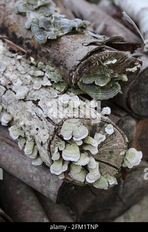 Pilze wachsen auf einem alten Holzstapel Stockfoto