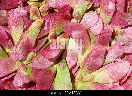 Ein Haufen roter Ahornsamen im Frühjahr Stockfoto