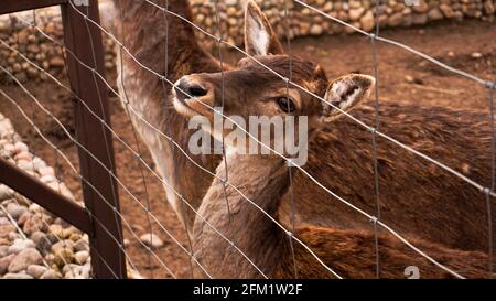 Rehe im Käfig des Zoos. Foto eines Tieres hinter einem eisernen Netz. Stockfoto